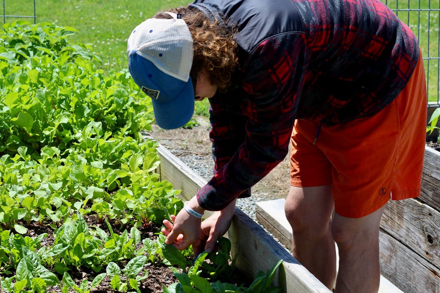A raised vegetable garden bed with leafy plants growing in sunlight